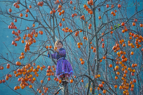 biodiverseed:Persimmons (Diospyros kaki)Nguyễn Hoàng  Nam on Flikr