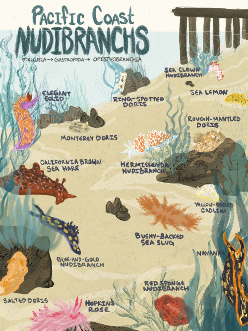 pikaart: Newest finished assignment! Pacific Coast Nudibranchs, 15 nudibranchs (sea slugs) who live 