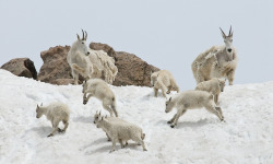 theicekingdom:  Mountain Goat Kids Playing (by Gerry Morrell)  yyyaayyyyy, goats!