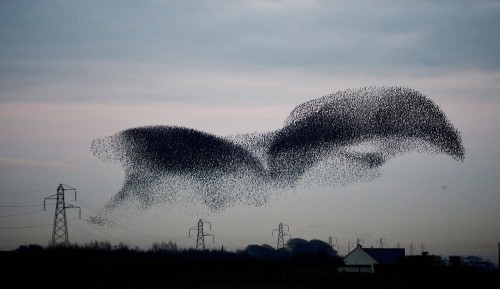 secfromdisaster:Thousands of the birds have arrived to roost in the village near Gretna, Scotland, w
