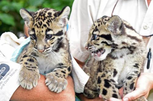 UPDATE: Zoo Miami&rsquo;s Clouded Leopard CubsThe staff at Zoo Miami knows that their fans are eager
