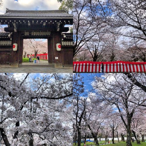 ⛳️1718. 平野神社 / Hirano Shrine, Kyoto 今年見た桜の写真をつぶやいてなかったから、少しだけ…。 先週末、櫻谷文庫の特別公開に行ったついでに立ち寄った #桜の名所 平野神