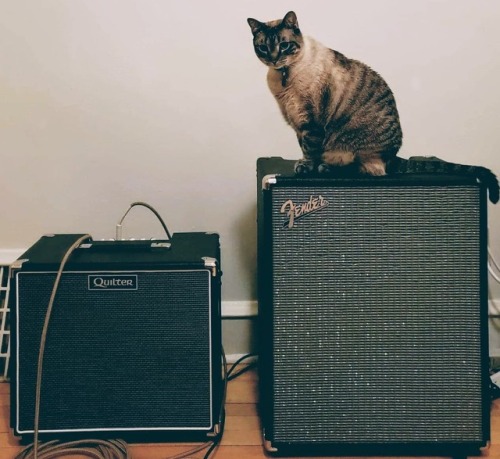 Luna atop Fender Rumble500, accompanied by Quilter ProBlock/12HD