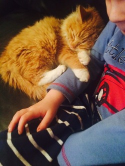 awwww-cute:  My son is autistic and doesn’t like too much affection but let’s the kitten cuddle up with him