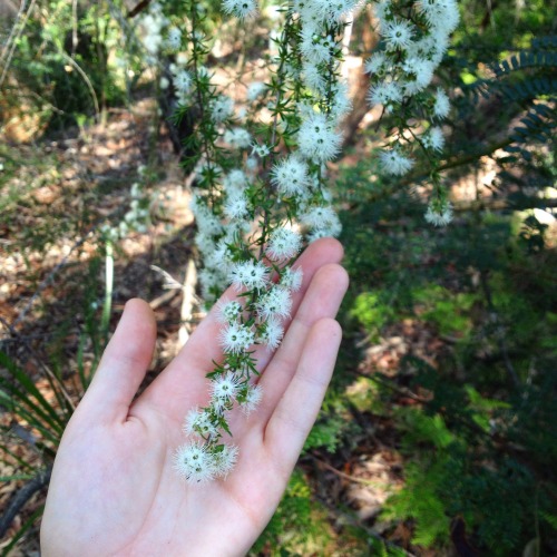 Beautiful tick bush (Kunzea ambigua) @iamthe-lizard-queen and I used in our wild pollinator count ba