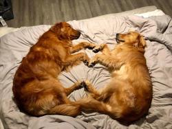 awwww-cute:  My dog slept over his girlfriends