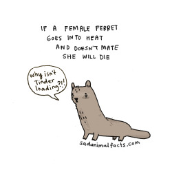 sadanimalfacts:  I’ve got some bad news about ferrets.  ;_;