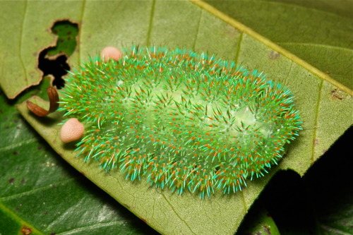 sinobug:  Stinging Nettle Slug Caterpillar (Cup Moth, Limacodidae)  by Sinobug (itchydogimages) on Flickr. Pu’er, Yunnan, China  Cup Moth larvae are often highly ornamented and brightly colored. Two main types can be distinguished: larvae armed with