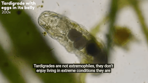 mylordshesacactus:adelicateculturecell: Journey to the Microcosmos:  Tardigrades: Chubby, Misunderst
