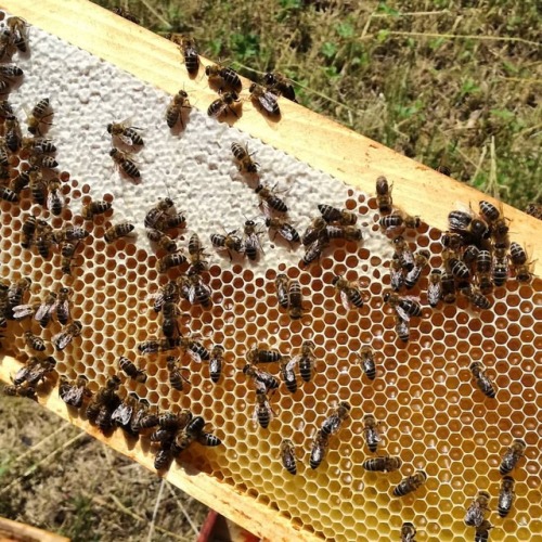 This weekend was honey-licious #bee #bees #beekeeping #beekeeper #honey #beehives #honeycomb #spring