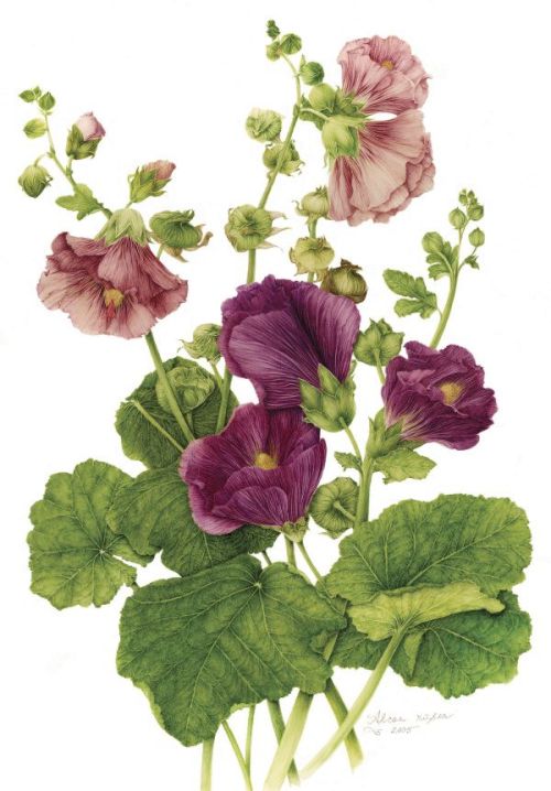 indigodreams:Hollyhock - Alcea rosea - botanical illustrations by Milly Acharya