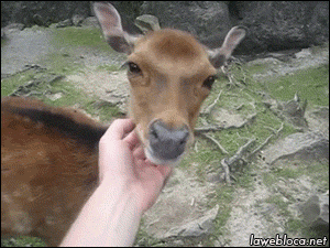 gifsboom:  Deers Gifs  omg too cute! &lt;3