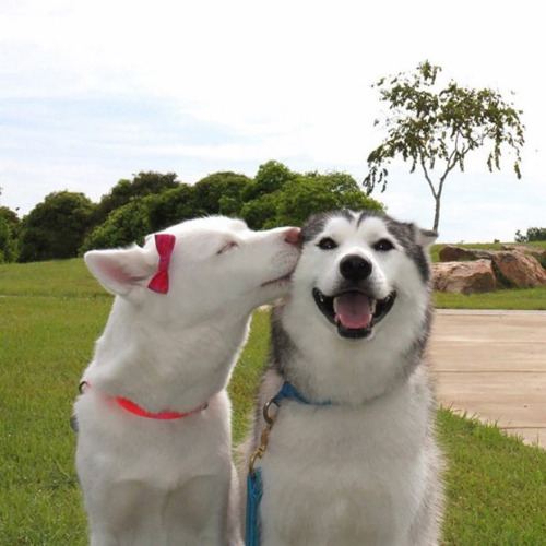 iopele:awesome-picz:Kissing Animals Prove That Kisses Aren’t Just For People.awwwwww, smooches!!!