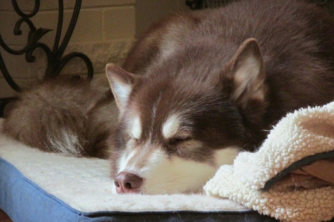 hotdiggitydog-blog:  Oh not the sleep paparazzi again. Must hide my snorfer to get
