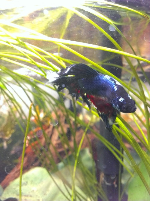 Captain America is the only betta I have ever had that will let me take a picture of him.only becaus