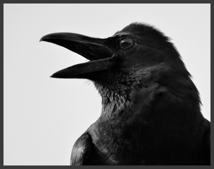 wapiti3:  crow on Flickr. Via Flickr: Ajay Ramakrishnan Photos