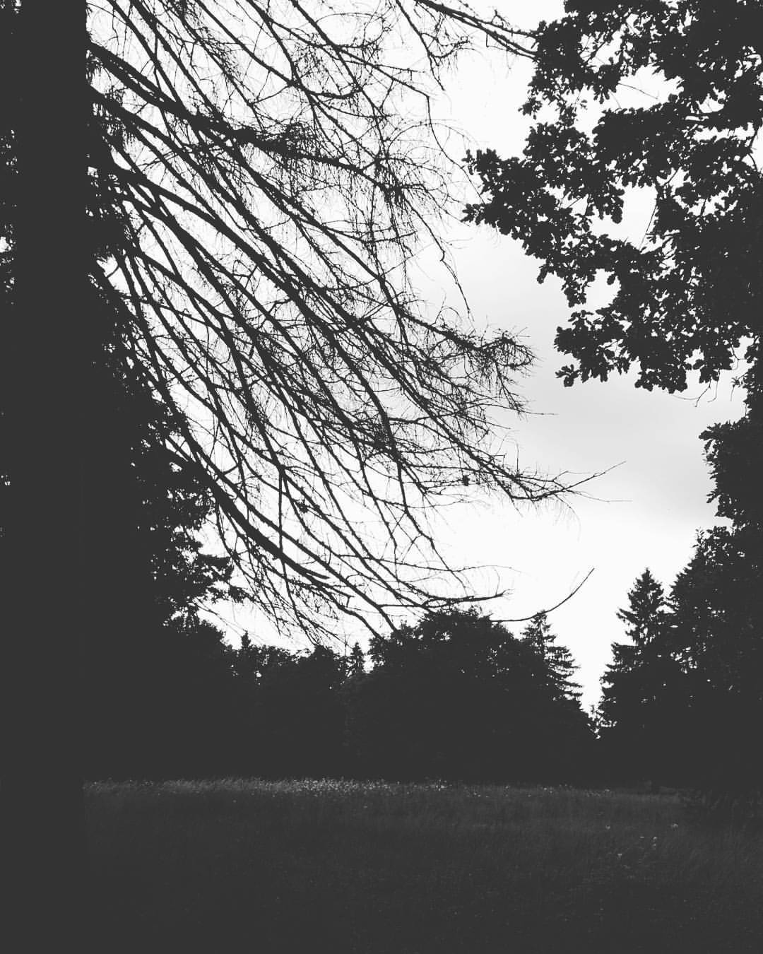 corvus-s:#own #blackandwhite #dark #blackforest #nature #dead #tree #wood #forest