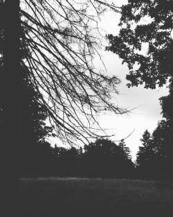 corvus-s:#own #blackandwhite #dark #blackforest