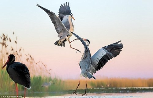 ainawgsd: The great blue heron (Ardea herodias) is a large wading bird in the heron family Ardeidae,