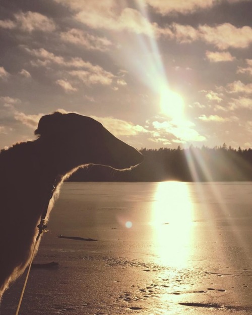 Sunset zoi #koira #borzoi #sighthound #bestwoof #hundliv #sunsetdog #russianwolfhound (på/i Flaten) 