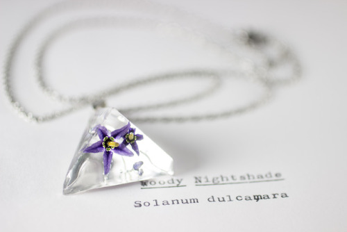 mossofthewoodsjewelry:  Woody Nightshade (Solanum dulcamara) Instagram|Newsletter