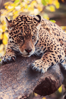 alecsgrg:Jaguar | ( by Joel Lindqvist )