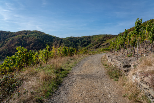 “Red wine trail II”Another view from the trail crossing the vineyards above the Ahr valley in German