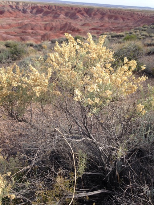 11.7.16 - Desert shrub that I cannot ID for the life of me!Spotted at the Painted Desert.