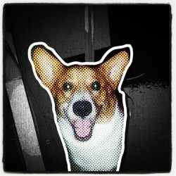 foreverthesickest-josh:  #corgi #cute #austin #mrspatmoore (at Camden Shadow Brook Apartments) 