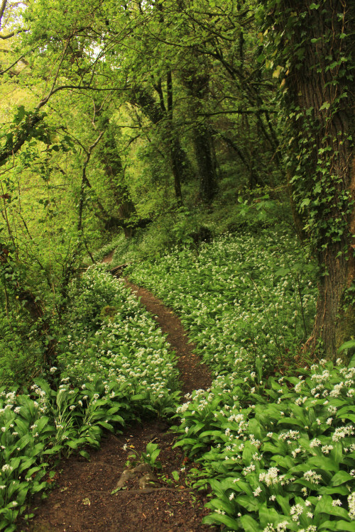 graymanphotography: wild garlic in the forest