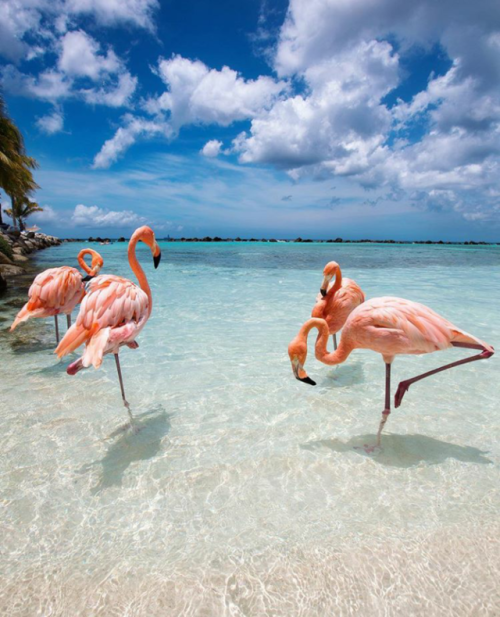 bikinisandflip-flops: Summer vibes Just watching it make your soul get calm