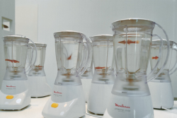 w-a-v-e:  Marco Evaristti, Helena In 2000, provocative artist Marco Evaristti installed ten blenders filled with water and live goldfish at the Trapholt Art Museum in Denmark to challenge the ethics of his audience. In Helena, ”the audience members