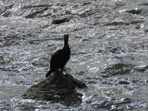 These magnificent fellows were having a great time sunbathing on the river last nightNot pictured: t