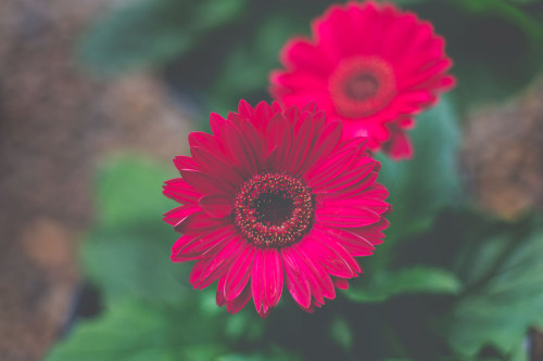 bridieellenphotography:g e r b e r a . t w o . 