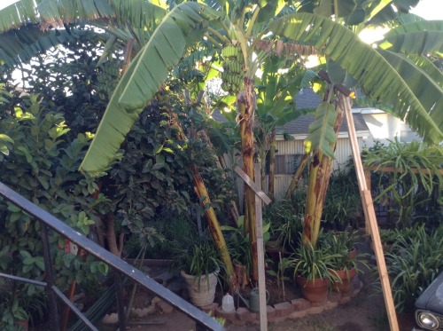 burninggreen:  My backyard at home looks like a jungle.