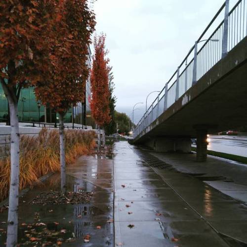 Rainy Daze  #rain #mood #pretty #autumn (at Kelowna, British Columbia)