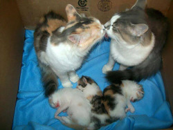 planetahmane:  Mommy and Daddy Cat with their Kittens