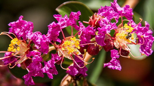 Hardy specimen trees for marietta georgia include crape myrtle