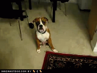 catsdogsblog:  More GIFs: http://catsdogsblog.tumblr.com
