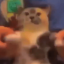 realcatxd