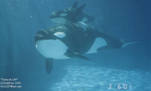 Gender: MalePod: N/APlace of Capture: Born at SeaWorld of FloridaDate of Capture: Born on November 8