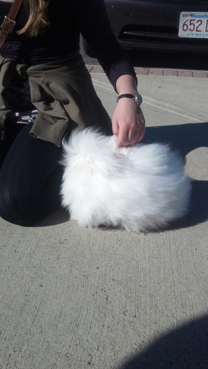 thatsthat24:valerie-an:my friend and i encountered this bun today… her name is snow white… i cannot 