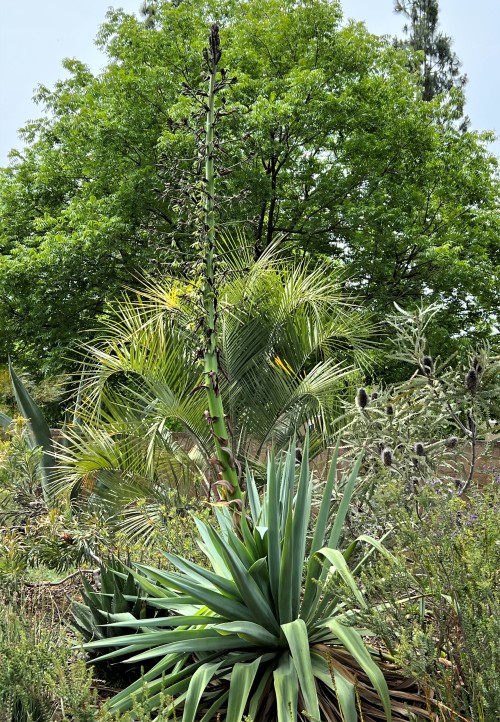 Furcraea quicheensisThe genus Furcraea is related to Agave, and they have the same growing habit of 