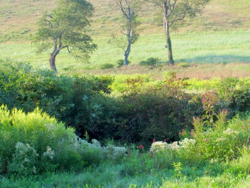 Wetland plants along a stream.