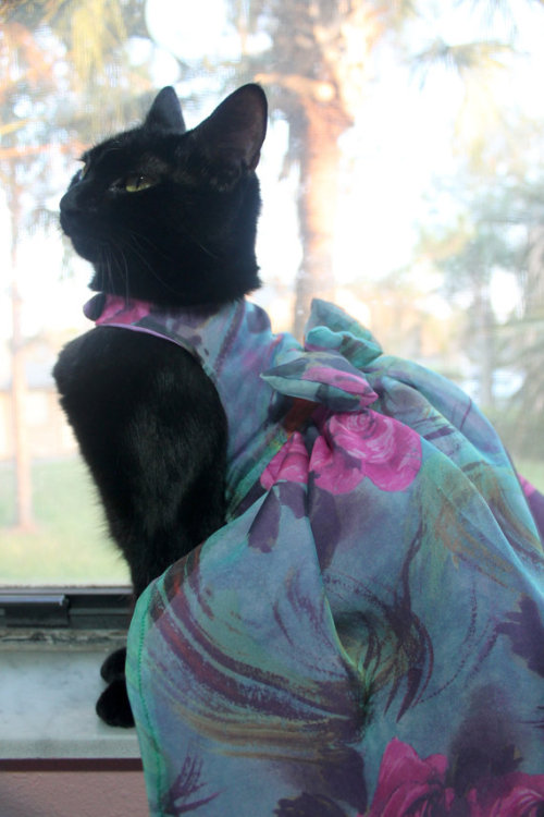 catscatscatss:fancy cat!