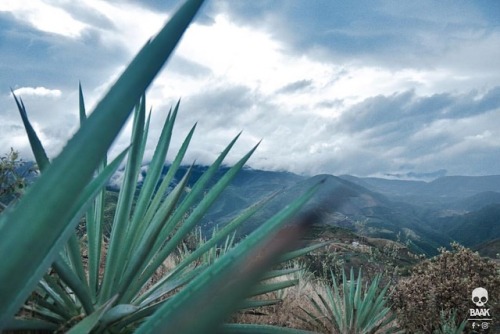 • El Camino del Zanate • Vista desde el palenque de @mezcal_plumanegra. . . . #photography #photoo