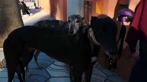 Dogs In Benalmádena