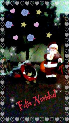 kittensplaypenshop:  My little Princess sitting by Santa in her own Santa suit beneath the tree 😻 i love my little girl! Entry for the Christmas competition 💕 happy holidays ~Synn______To help   synnfuldesire win a 80.00 Kittens Playpen gift card,please