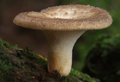 Polyporus tuberaster does different poses depending on whether it is growing on the side or on the t