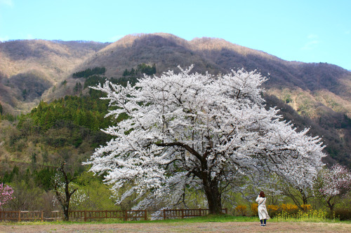 papatomom:20200411（土）大野市勝原（かどはら） 花桃と桜